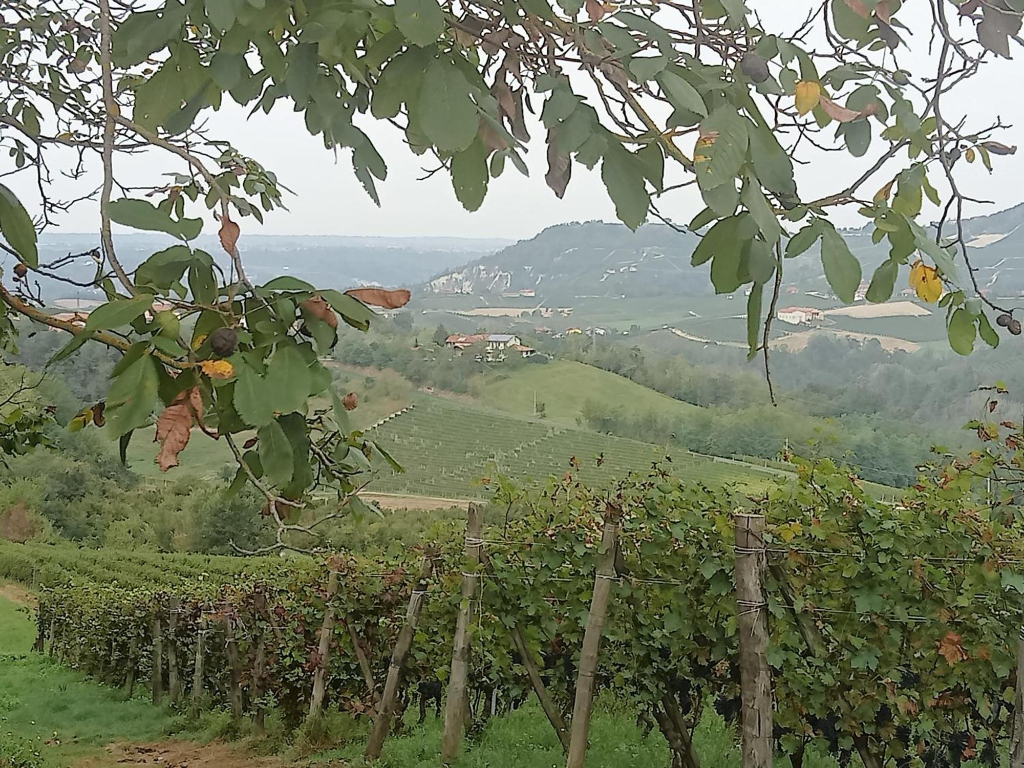 Agriturismo Bric Di Gai Monforte dʼAlba Dış mekan fotoğraf