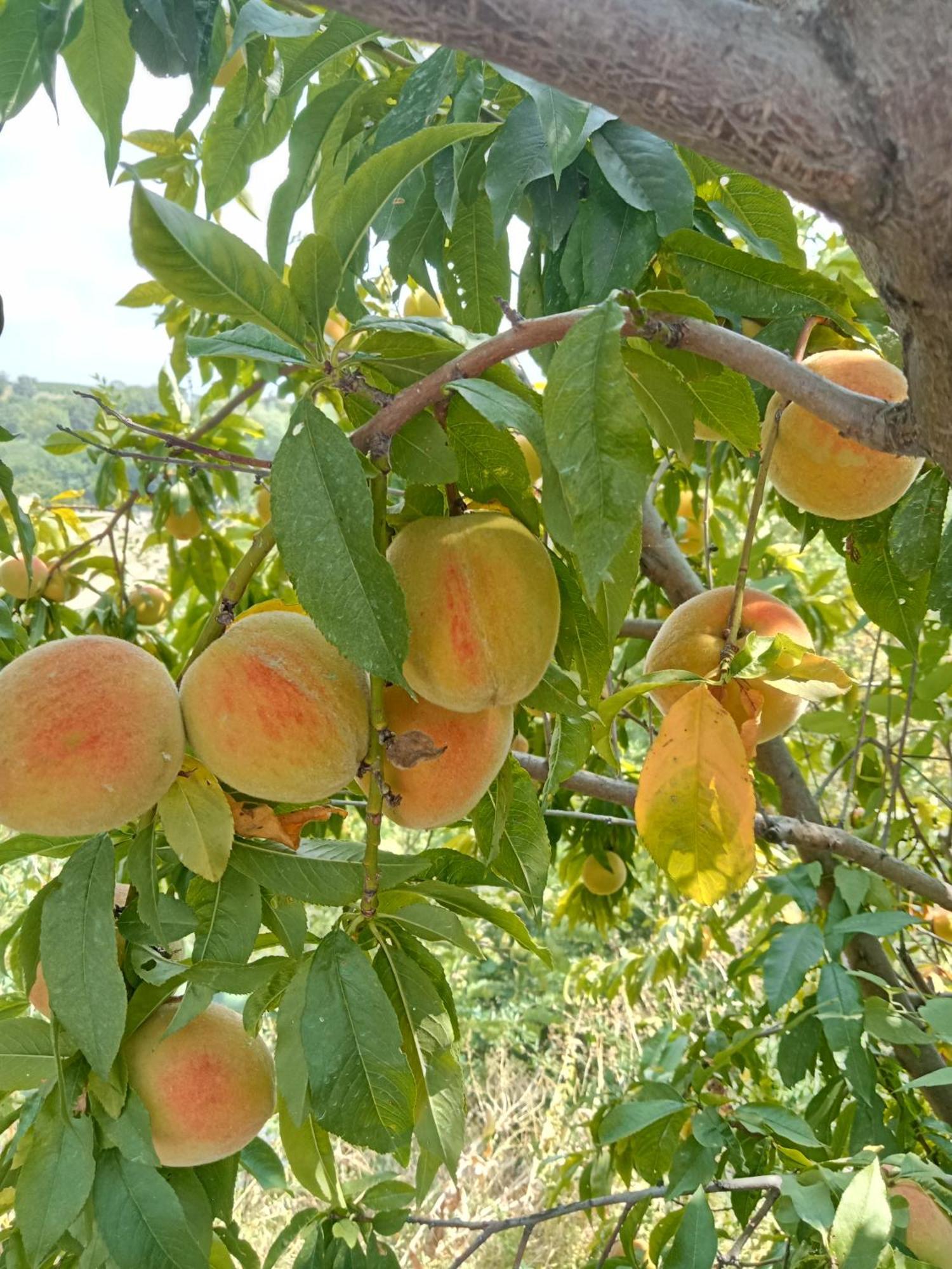 Agriturismo Bric Di Gai Monforte dʼAlba Dış mekan fotoğraf